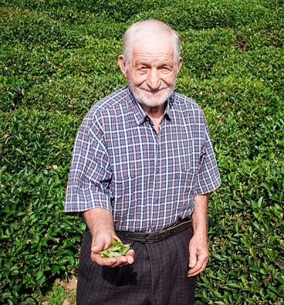 تولیدکننده چای سبز ایرانی بذرافشان
